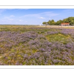 Le cap Hornu et la plage de Saint-Valery avec les lilas de mer