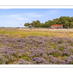 Le cap Hornu et la plage de Saint-Valery avec les lilas de mer