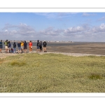 Observation des phoques à la pointe du Hourdel