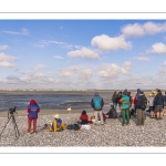 Observation des phoques à la pointe du Hourdel