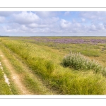 Le chemin entre le Cap Hornu et le Hourdel