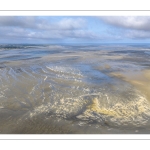 Mortalité des coques en baie de Somme