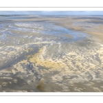 Mortalité des coques en baie de Somme