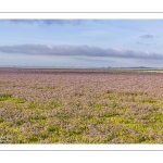 Lilas de mer sur les plages de la Maye