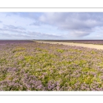 Lilas de mer sur les plages de la Maye