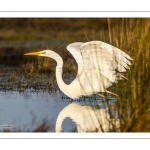 Grande Aigrette (Ardea alba)