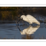 Aigrette garzette (Egretta garzetta)