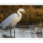 Grande Aigrette (Ardea alba)