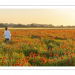 Pendé, champ de coquelicots