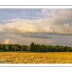 France, Somme (80), Nouvion-en-Ponthieu, Arc-en-ciel sur la forête de Crécy et sur un champ d'escourgeons // France, Somme (80), Nouvion-en-Ponthieu, Rainbow on the Crécy forest and on a field of escourgeons