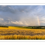 France, Somme (80), Nouvion-en-Ponthieu, Arc-en-ciel sur la forête de Crécy et sur un champ d'escourgeons // France, Somme (80), Nouvion-en-Ponthieu, Rainbow on the Crécy forest and on a field of escourgeons