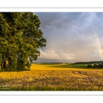 France, Somme (80), Nouvion-en-Ponthieu, Arc-en-ciel sur la forête de Crécy et sur un champ d'escourgeons // France, Somme (80), Nouvion-en-Ponthieu, Rainbow on the Crécy forest and on a field of escourgeons