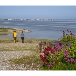 Valériannes à l'entrée du port du Hourdel
