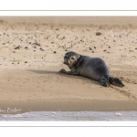 Jeune phoque  veau marin (Phoca vitulina)