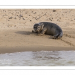 Jeune phoque  veau marin (Phoca vitulina)