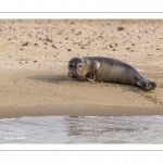 Jeune phoque  veau marin (Phoca vitulina)