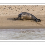 Jeune phoque  veau marin (Phoca vitulina)