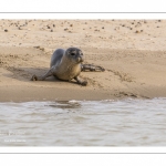 Jeune phoque  veau marin (Phoca vitulina)