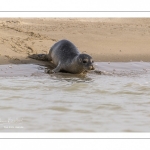 Jeune phoque  veau marin (Phoca vitulina)