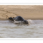 Jeune phoque  veau marin (Phoca vitulina)