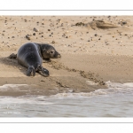 Jeune phoque  veau marin (Phoca vitulina)