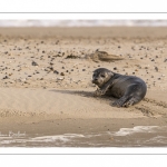 Jeune phoque  veau marin (Phoca vitulina)