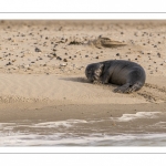 Jeune phoque  veau marin (Phoca vitulina)