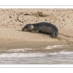 Jeune phoque  veau marin (Phoca vitulina)