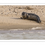 Jeune phoque  veau marin (Phoca vitulina)
