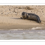 Jeune phoque  veau marin (Phoca vitulina)