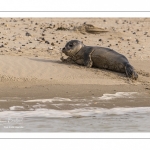 Jeune phoque  veau marin (Phoca vitulina)