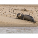 Jeune phoque  veau marin (Phoca vitulina)