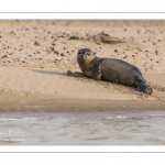 Jeune phoque  veau marin (Phoca vitulina)