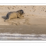 Jeune phoque  veau marin (Phoca vitulina)