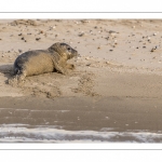 Jeune phoque  veau marin (Phoca vitulina)