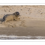 Jeune phoque  veau marin (Phoca vitulina)