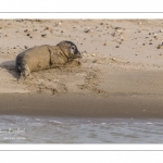 Jeune phoque  veau marin (Phoca vitulina)