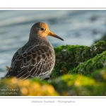 BÃ©casseau violet (Calidris maritima - Purple Sandpiper) dans les rochers de la digue Ã  Berck - Saison : Automne - Lieu :  Berck-sur-mer, Pas-de-Calais, Nord-Pas-de-Calais, France