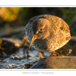 BÃ©casseau violet (Calidris maritima - Purple Sandpiper) dans les rochers de la digue Ã  Berck - Saison : Automne - Lieu :  Berck-sur-mer, Pas-de-Calais, Nord-Pas-de-Calais, France