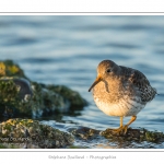 BÃ©casseau violet (Calidris maritima - Purple Sandpiper) dans les rochers de la digue Ã  Berck - Saison : Automne - Lieu :  Berck-sur-mer, Pas-de-Calais, Nord-Pas-de-Calais, France