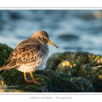 BÃ©casseau violet (Calidris maritima - Purple Sandpiper) dans les rochers de la digue Ã  Berck - Saison : Automne - Lieu :  Berck-sur-mer, Pas-de-Calais, Nord-Pas-de-Calais, France