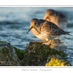 BÃ©casseau violet (Calidris maritima - Purple Sandpiper) dans les rochers de la digue Ã  Berck - Saison : Automne - Lieu :  Berck-sur-mer, Pas-de-Calais, Nord-Pas-de-Calais, France