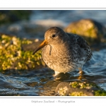 BÃ©casseau violet (Calidris maritima - Purple Sandpiper) dans les rochers de la digue Ã  Berck - Saison : Automne - Lieu :  Berck-sur-mer, Pas-de-Calais, Nord-Pas-de-Calais, France