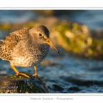 BÃ©casseau violet (Calidris maritima - Purple Sandpiper) dans les rochers de la digue Ã  Berck - Saison : Automne - Lieu :  Berck-sur-mer, Pas-de-Calais, Nord-Pas-de-Calais, France