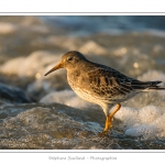 BÃ©casseau violet (Calidris maritima - Purple Sandpiper) dans les rochers de la digue Ã  Berck - Saison : Automne - Lieu :  Berck-sur-mer, Pas-de-Calais, Nord-Pas-de-Calais, France