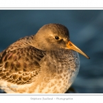 BÃ©casseau violet (Calidris maritima - Purple Sandpiper) dans les rochers de la digue Ã  Berck - Saison : Automne - Lieu :  Berck-sur-mer, Pas-de-Calais, Nord-Pas-de-Calais, France