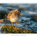 BÃ©casseau violet (Calidris maritima - Purple Sandpiper) dans les rochers de la digue Ã  Berck - Saison : Automne - Lieu :  Berck-sur-mer, Pas-de-Calais, Nord-Pas-de-Calais, France