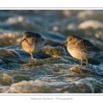 BÃ©casseau violet (Calidris maritima - Purple Sandpiper) dans les rochers de la digue Ã  Berck - Saison : Automne - Lieu :  Berck-sur-mer, Pas-de-Calais, Nord-Pas-de-Calais, France