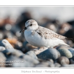 Saison : Automne - Lieu : Le Hourdel, Baie de Somme, Somme, Picardie, France