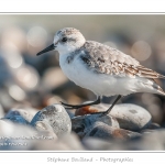 Saison : Automne - Lieu : Le Hourdel, Baie de Somme, Somme, Picardie, France